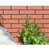 КЛИНКЕР PL 245/65/6.5 СТЕННА ROT RUST 19522 допълнително изображение